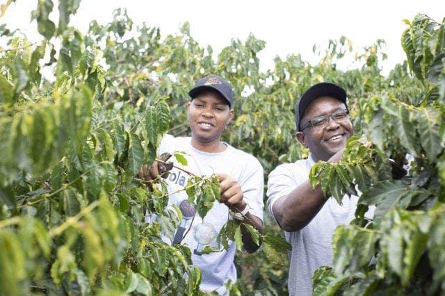 An image of Peter Kuria and Lmeck Omariba pruning a coffee tree at a farm in Nakuru, Kenya.