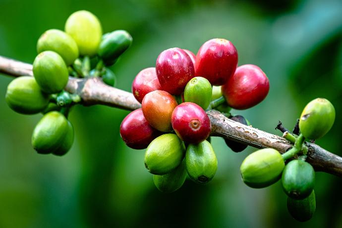 An image showing colombian coffee berries growing on a coffee tree branch in colombia