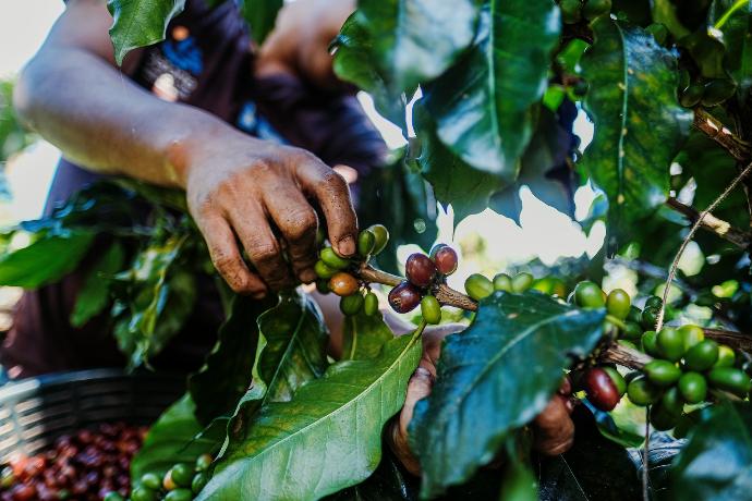 a person picking coffee beans from a coffee tree in Guatemala