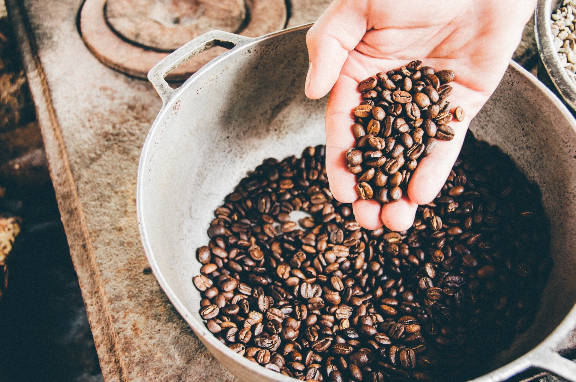 An image showing a hand showcasing roasted Costa Rican Arabica coffee beans on gray steel pan