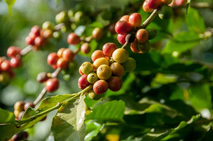 An image showing close-up photography of a costa rican coffee tree with green and ripe coffee berries