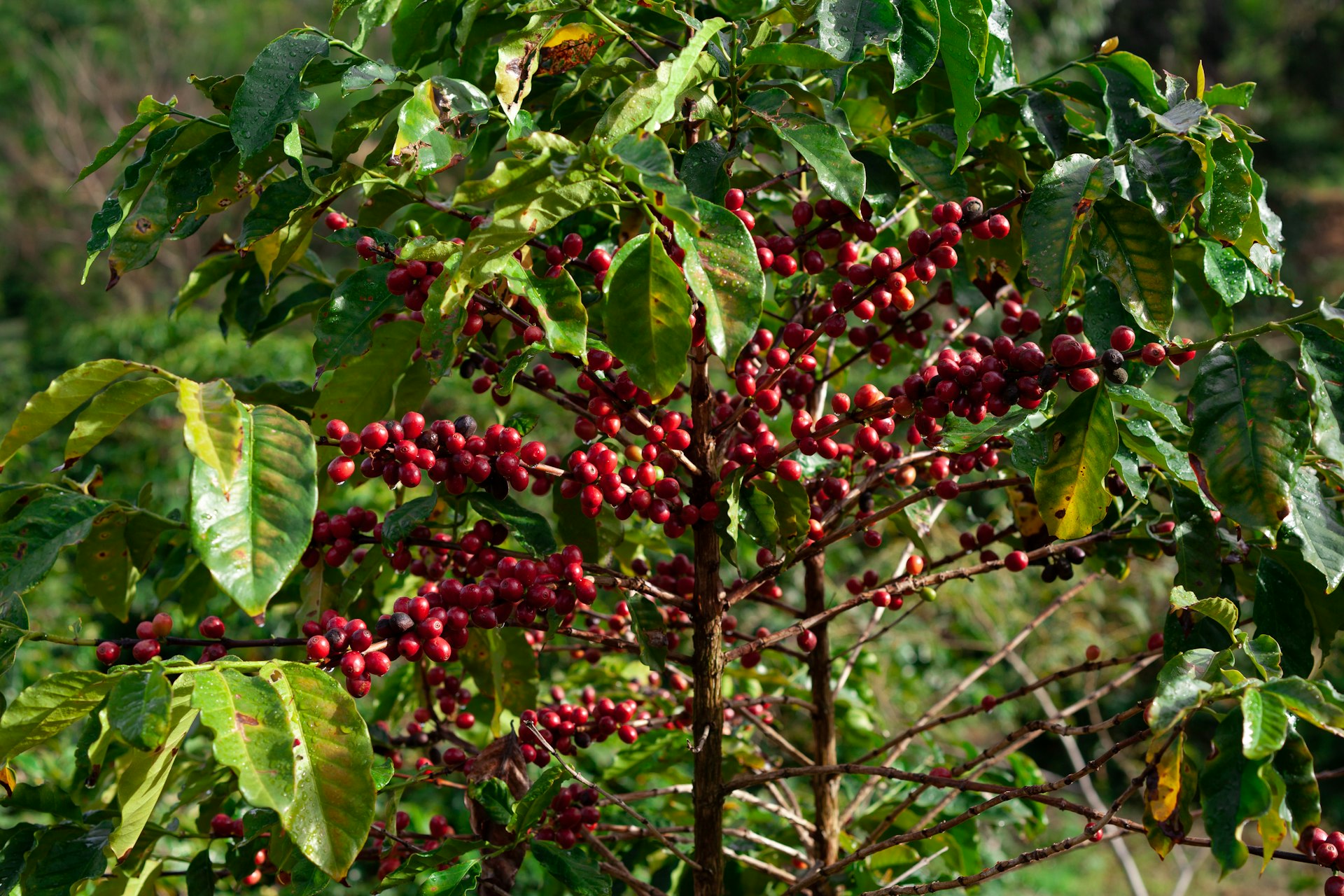 A coffee plant (Coffea) with ripe red coffee cherries