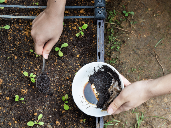 An image of a person scooping used coffee grounds from a bowl and pouring them onto a garden as a natural fertilizer