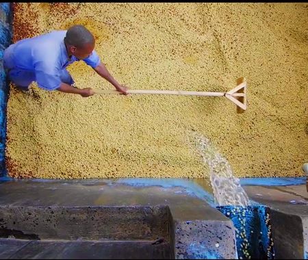 An image shows a Kenyan coffee farmer pulping his coffee cherries through a wet method process.