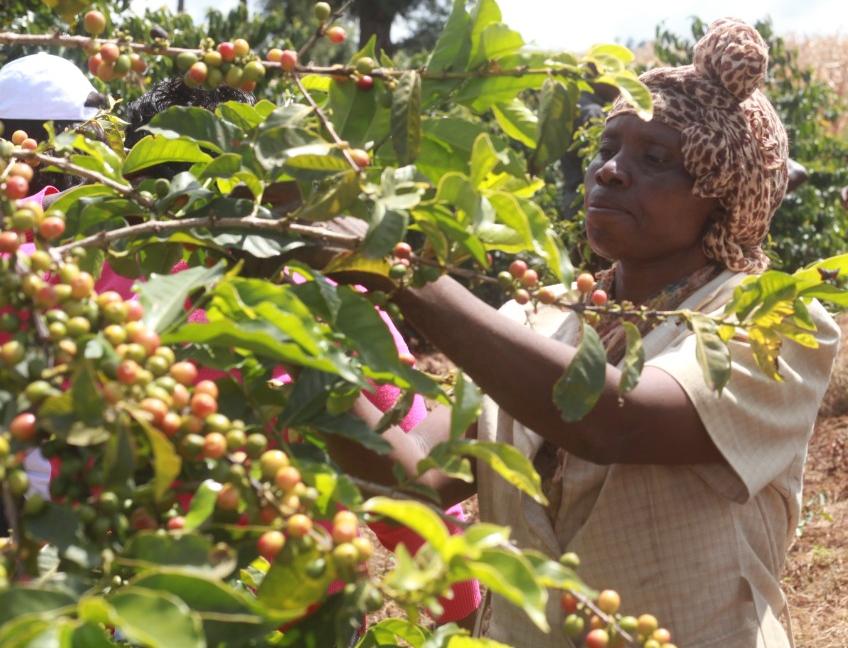 An image of a woman picking ripe coffee cherries in Kenya coffee farm through selective method. Most preferred harvesting method in Kenya.