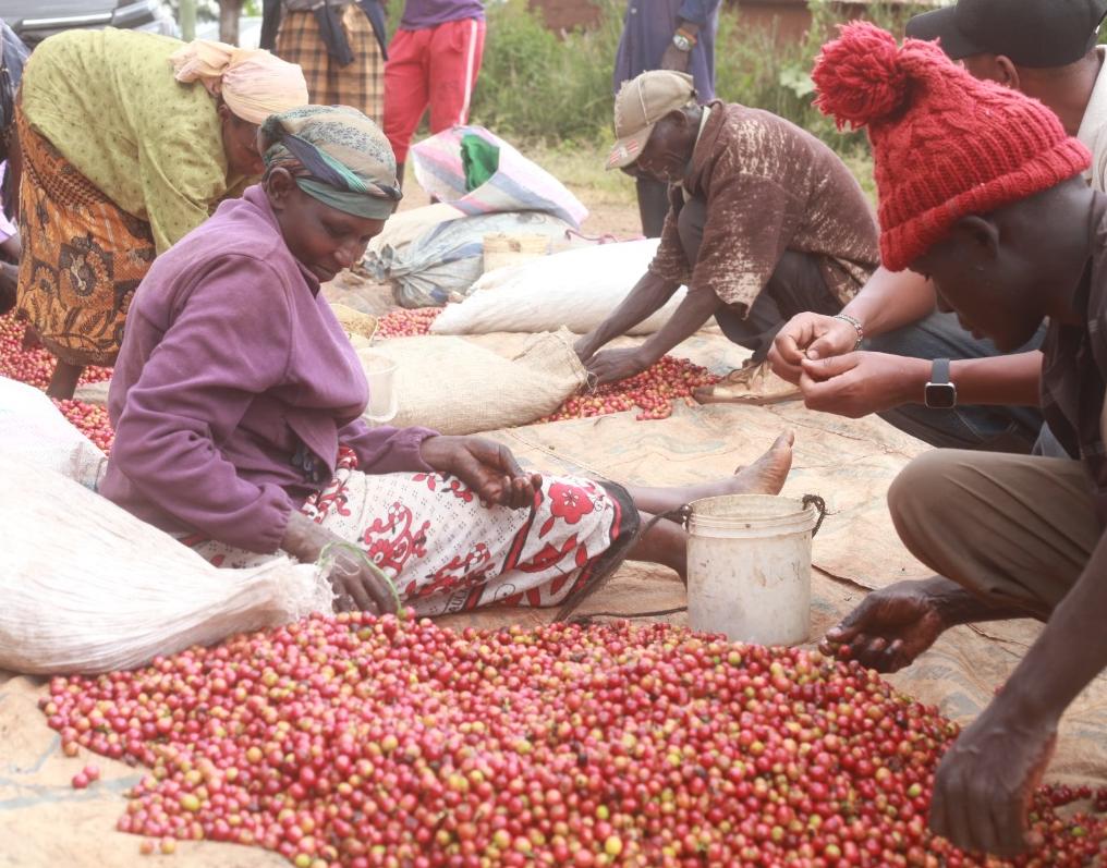 An image shows coffee farmers and workers sorting coffee cherries after a day's harvest.