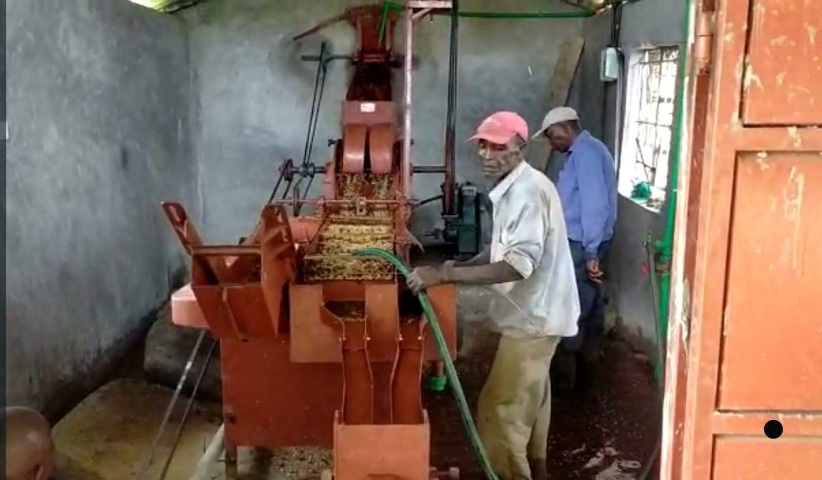 Farmers operate a pulp machine to extract coffee beans through the wet method, separating the pulp from the beans and grading.