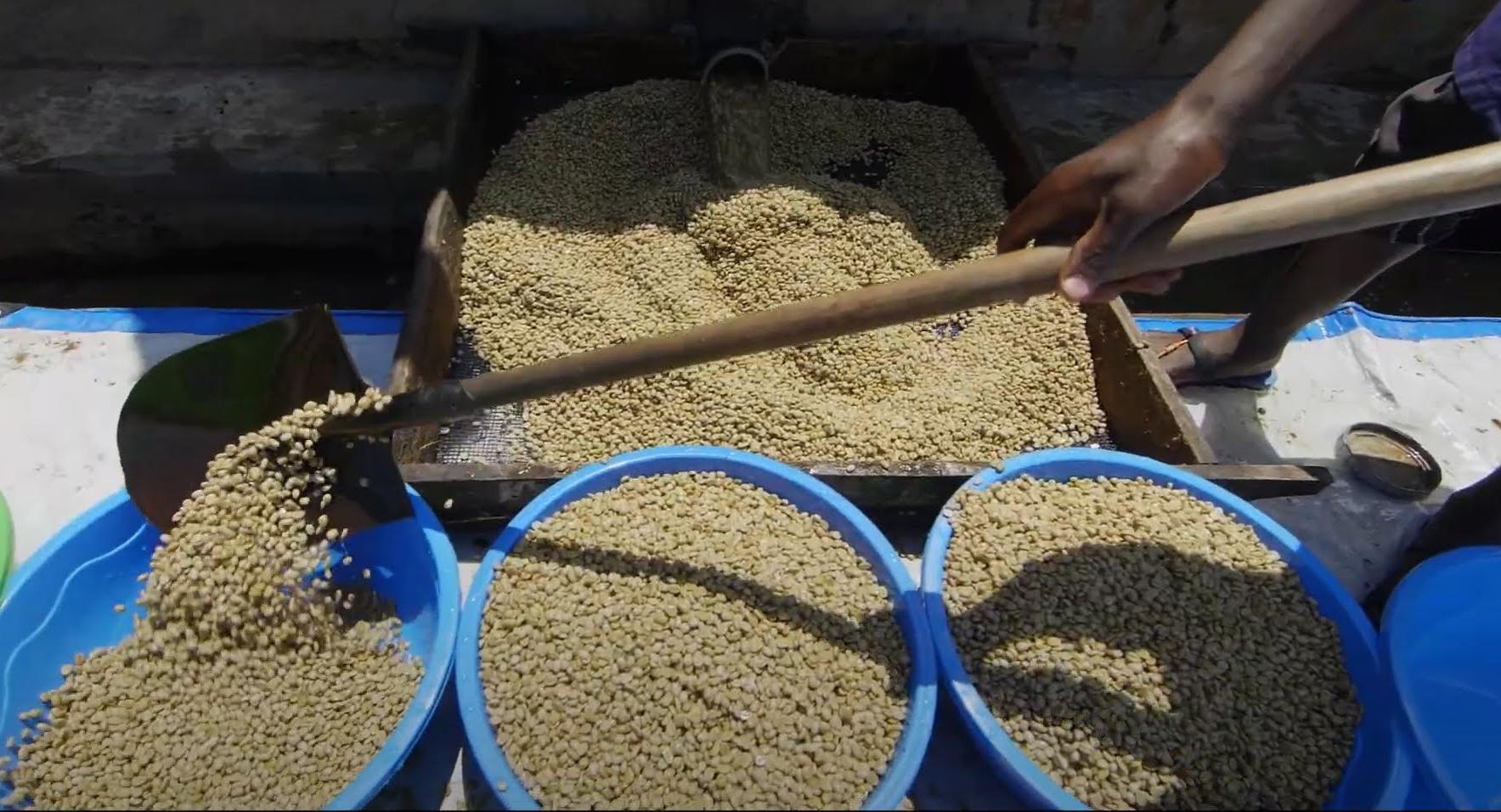 Photo of pulped coffee beans extracted from fermentation tanks after excess mucilage removal and flavor balancing.
