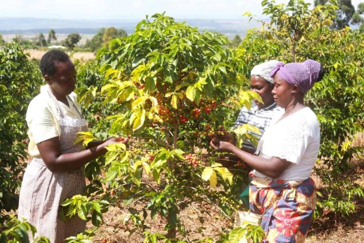 Women selectively picking ripe coffee cherries from a Ruiru 11 coffee plant