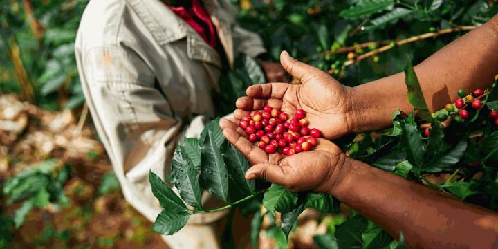 A Kenyan coffee farmer proudly displays carefully selected ripe coffee cherries in their lush coffee farm.