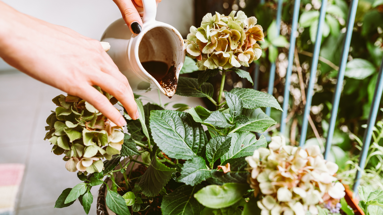 A coffee lover pours coffee grounds-infused water from a ceramic kettle into a potted plant, enriching the soil with nutrients.