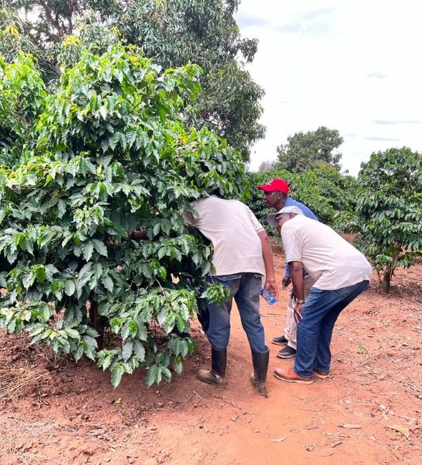 Coffee producers and a coffee farmer inspecting a healthy coffee tree on the picturesque Liwani Coffee Estate in the lush Kenyan highlands.