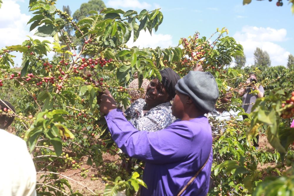 Women carefully harvesting ripe coffee cherries in a selective farming setting at Wagika Farm in Kenya.