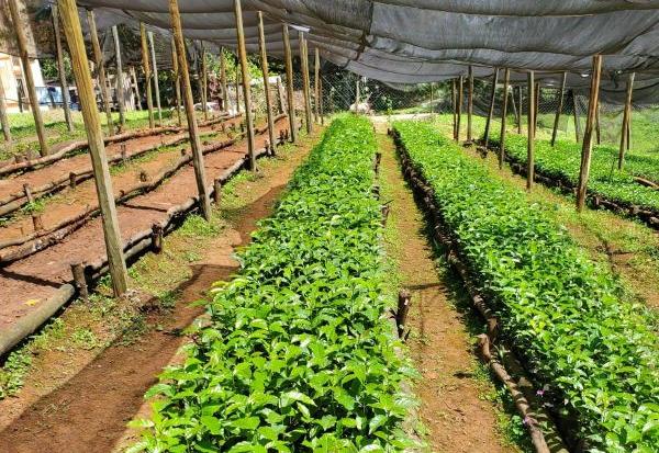 Healthy coffee seedlings growing under shade in a nursery setting.