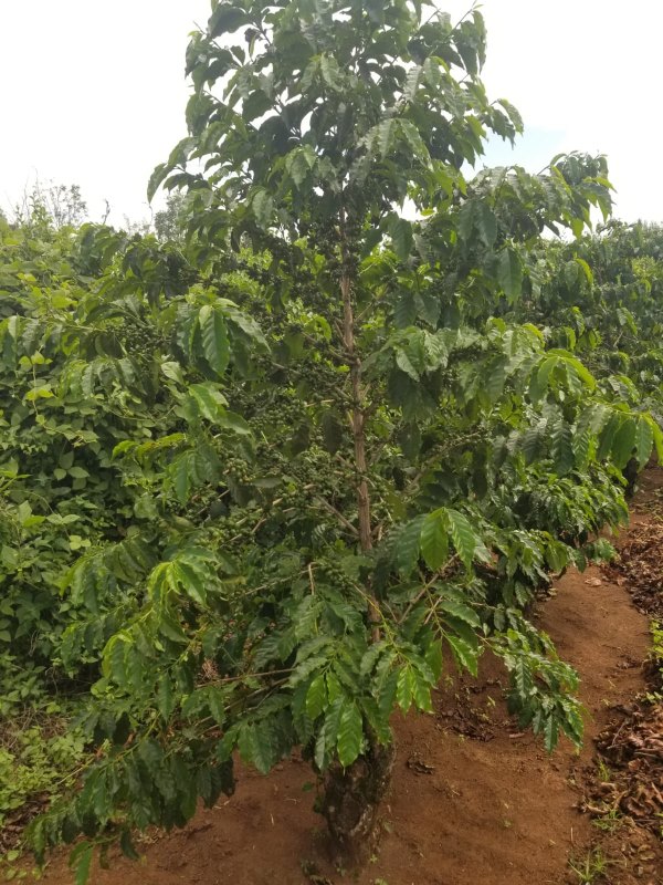 Arabica coffee tree growing in a Kenyan coffee farm in the Solai region of the Kenyan highlands, showcasing the waxy green leaves .