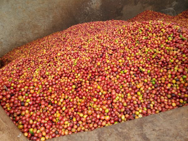 An image displaying freshly harvested coffee cherries piled together, waiting to undergo processing.