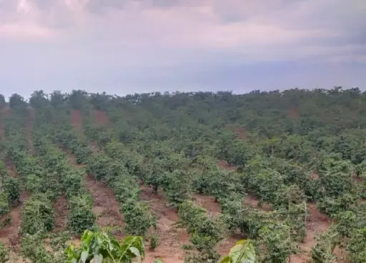Replanting Replanted Coffee Trees in a Coffee Farm