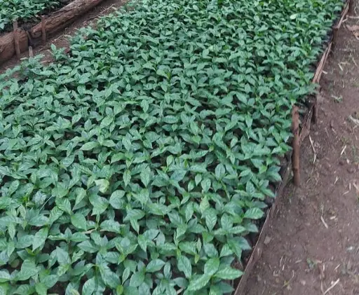 Coffee nursery An image of coffee seedlings neatly arranged in rows, growing in a shaded coffee nursery.