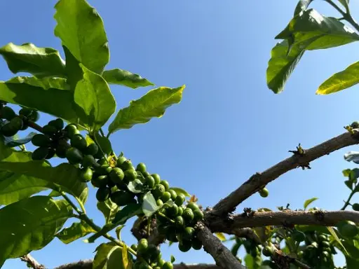 Pruned arabica tree Pruned Coffee Tree to Maintain Plant Health and Prevent Diseases