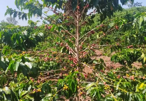 Ripe Coffee Cherries Waiting for Harvesting