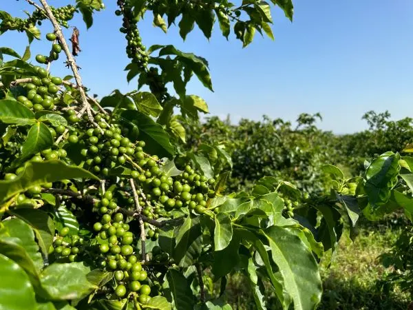 This image shows Coffea Arabica trees in a coffee farm in the Solai region of Kenya. The trees are lush and green, with clusters of green coffee cherries. They thrive under optimal growing conditions.