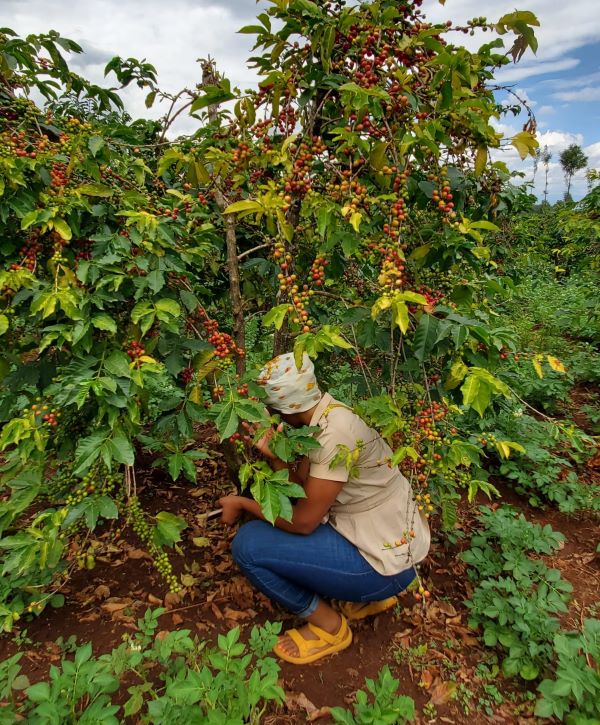 A coffee enthusiast inspects a coffee tree with ripe berries in a Kenyan coffee farm ready for harvesting, highlighting women's leadership role in coffee farming.