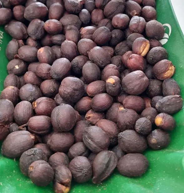 Kenyan coffee graded as MH/ML called Mbuni or unwashed bean