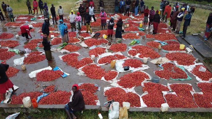 Kenya coffee harvest season is twice a year, with the main harvest taking place in November and December.