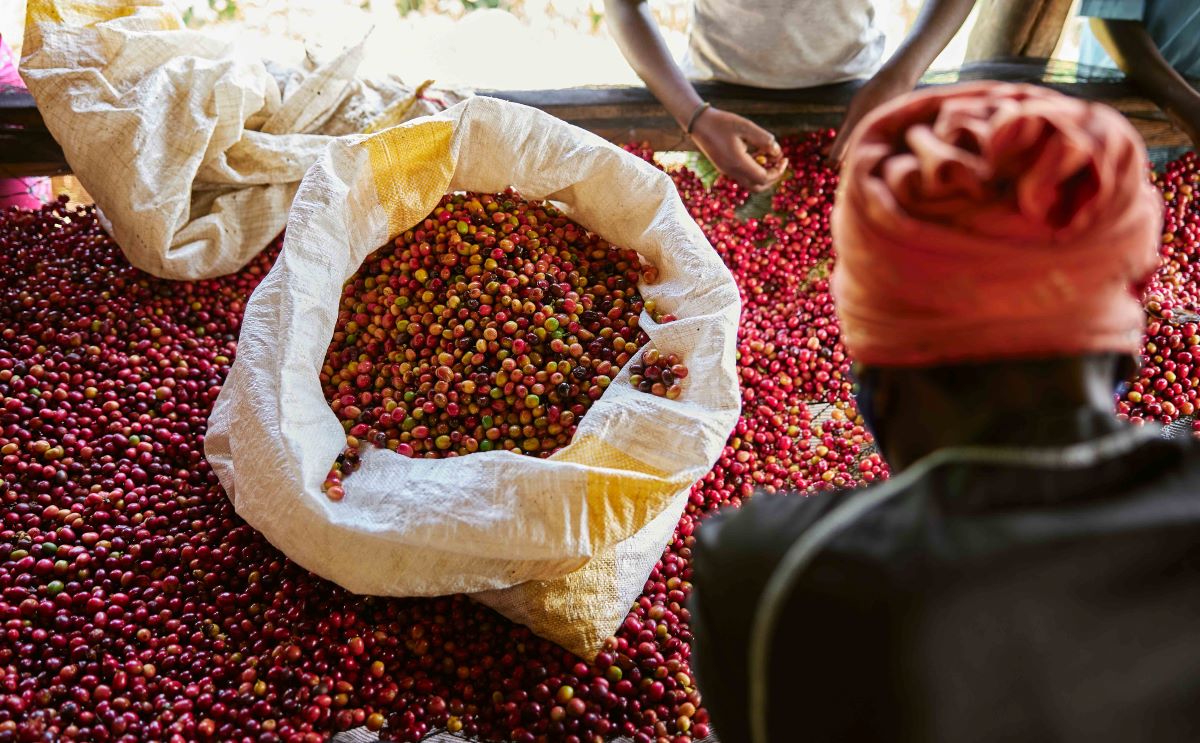 Coffee farmers sorting freshly harvested ripe cherries, separating well-ripened cherries from semi-ripe ones to ensure quality.