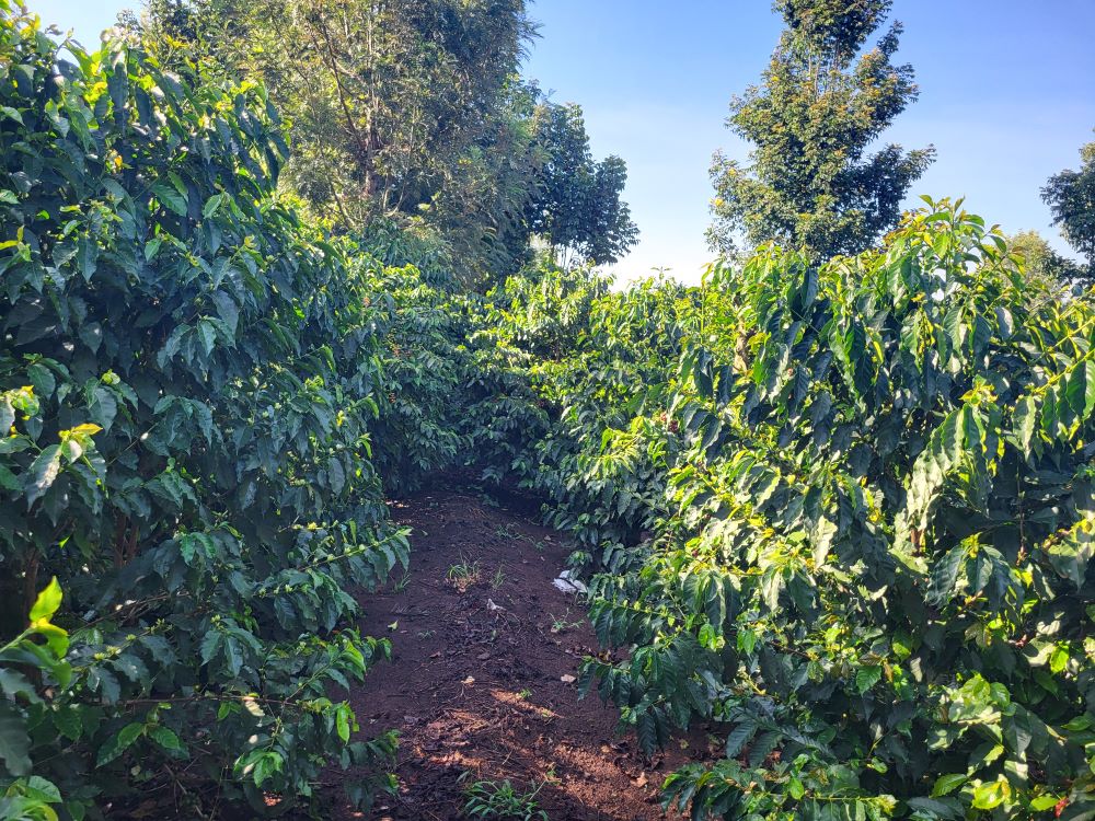 A vibrant coffee farm featuring healthy soil, lush coffee plants, and shaded trees, highlighting sustainable practices like agroforestry and organic composting to enhance soil fertility and ecosystem health.