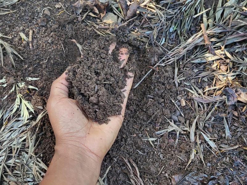 A close-up of a hand holding dark, rich volcanic soil at a coffee farm in Kenya, showcasing its fertility and suitability for growing high-quality Arabica coffee.