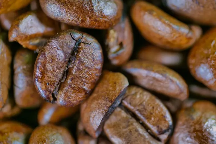 An image of roasted robusta coffee beans is smaller, rounder, and has a straighter center crease.