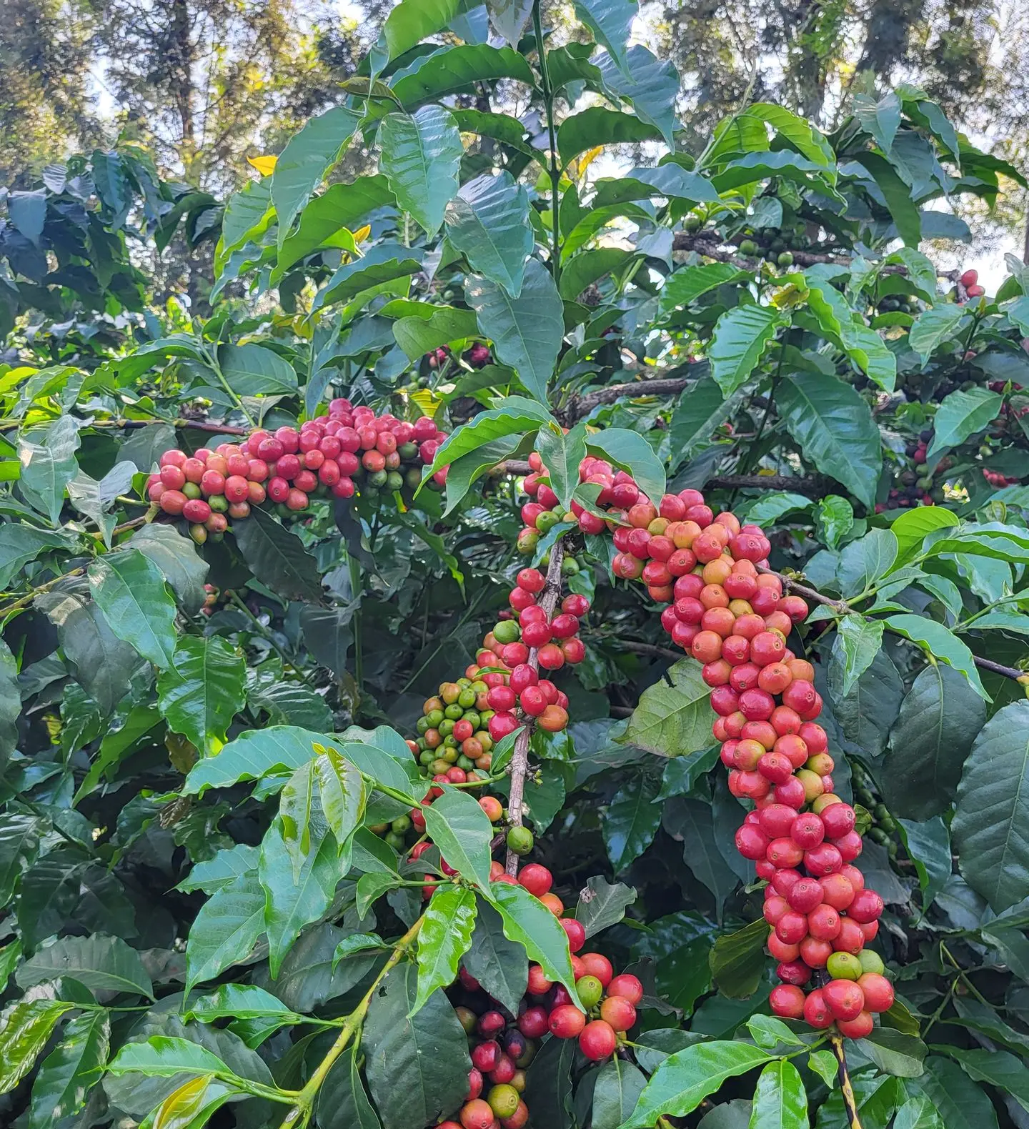 An image of arabica coffee plants growing under shade trees, emphasizing organic and chemical-free farming practices.