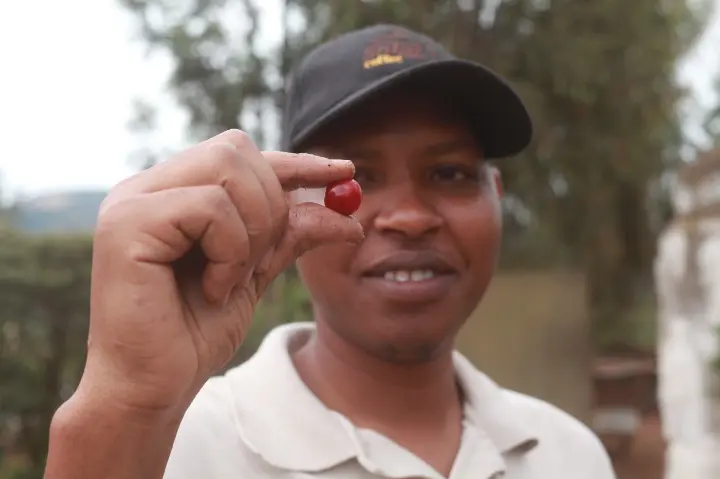 An image of a hand holding a hand-picked red coffee cherry, highlighting its flavor and quality.