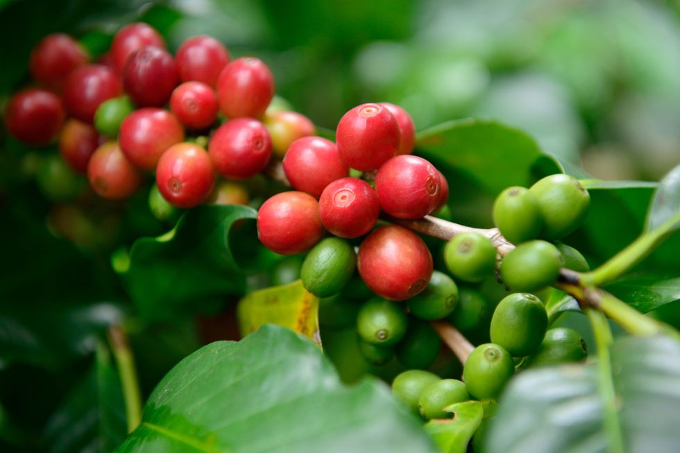 An image showing both green and ripe ethiopian coffee berries on a coffee tree branch in Ethiopia