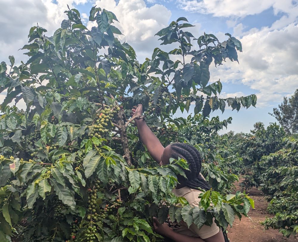 A young woman carefully picking ripe coffee cherries from a coffee shrub, highlighting youth engagement in coffee farming.