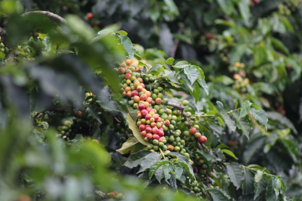 A captivating image of green and red coffee cherries growing on a healthy coffee shrub, highlighting the transformation from flower to bean.