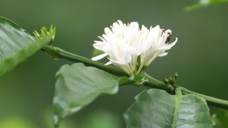 A stunning close-up of a freshly bloomed coffee flower, showcasing its delicate white petals and jasmine-like fragrance.