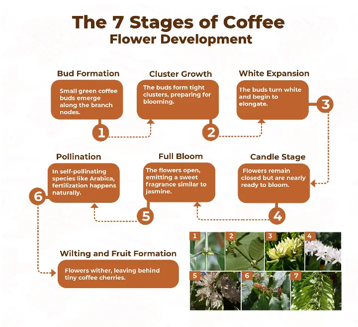 A visually engaging infographic illustrating the seven stages of coffee flowering, from bud formation to fruit development.