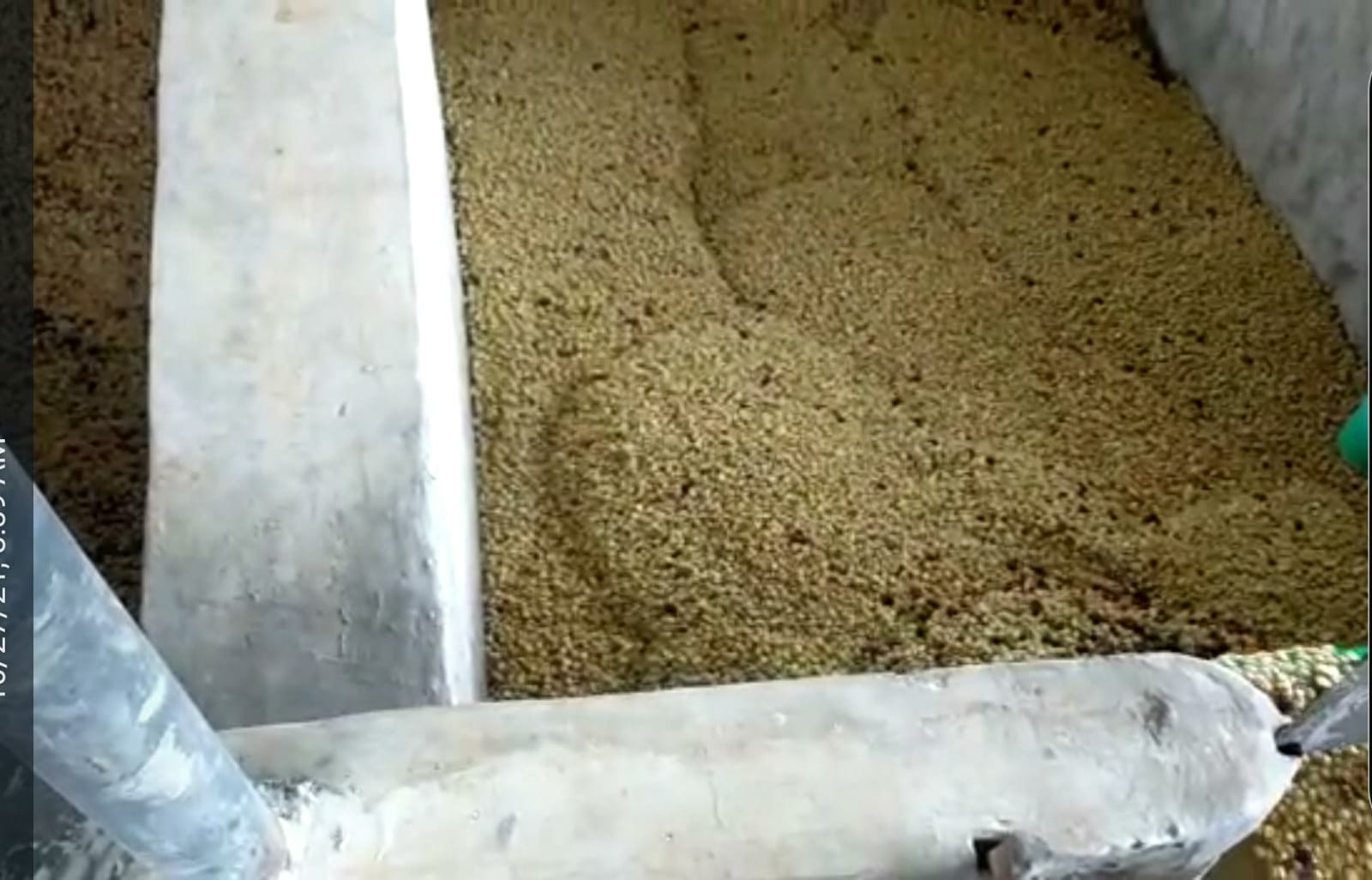 Freshly pulped coffee cherries undergoing dry fermentation in a fermentation tank, with natural enzymes breaking down the mucilage to enhance flavor development.