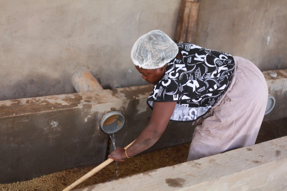 A farmer thoroughly washing fermented coffee cherries in a factory during the double fermentation process, ensuring clarity and enhanced flavor development.