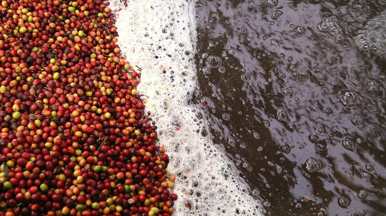Coffee processing A close-up of Kenyan coffee cherries submerged in water after harvesting