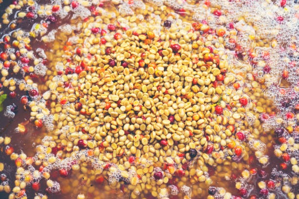 A close-up of semi washed Kenyan coffee cherries submerged in water during washed fermentation.