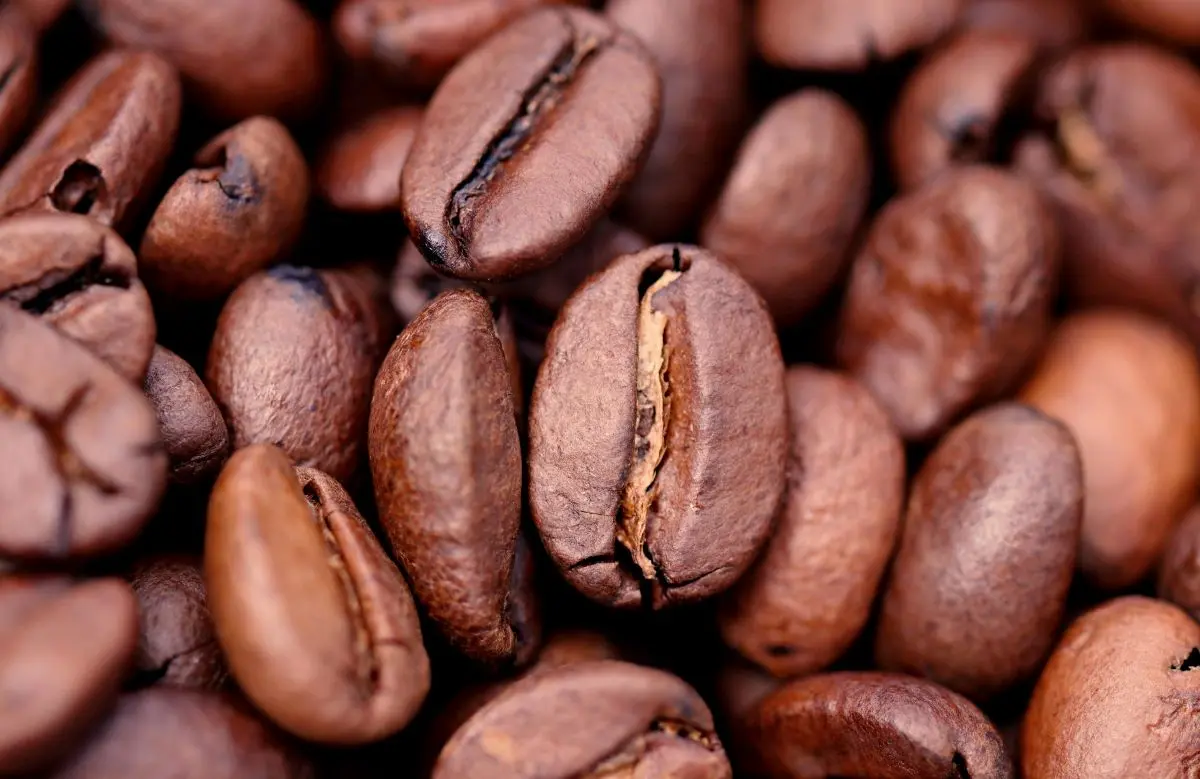 A close-up of fresh medium roast coffee beans with a shiny surface, indicating optimal freshness.
