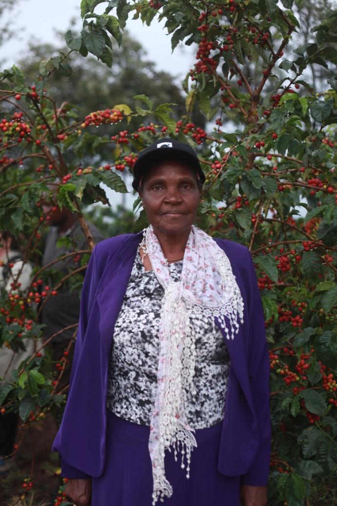 An image showing first-generation farmer Mrs Margaret Kuria posing for a photo in front of a coffee tree in her coffee farm Liwani coffee estate