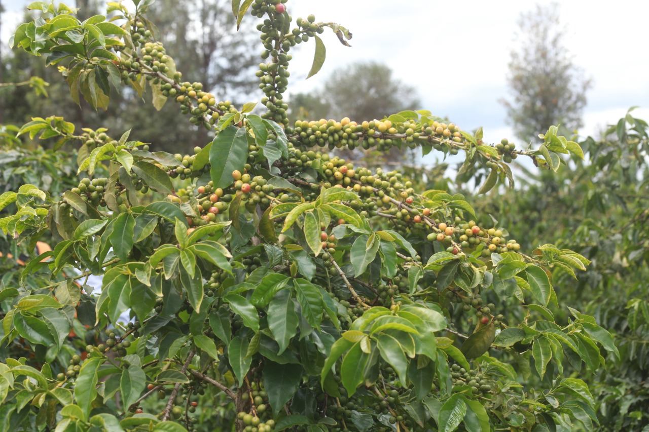 An image showing coffee tree branch with growing coffee beries in kenya coffee farm