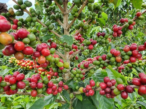 Coffee cherries ripening evenly on a well-pruned tree