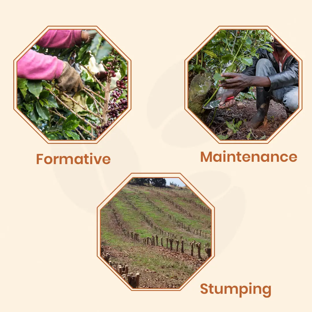 Coffee Prunning Infographic showing stages of coffee pruning: formative, maintenance, and stumping