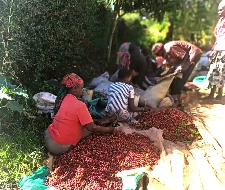 Coffee farmers sorting out cherries after selective coffee harvesting in solai coffee farm in kenya.
