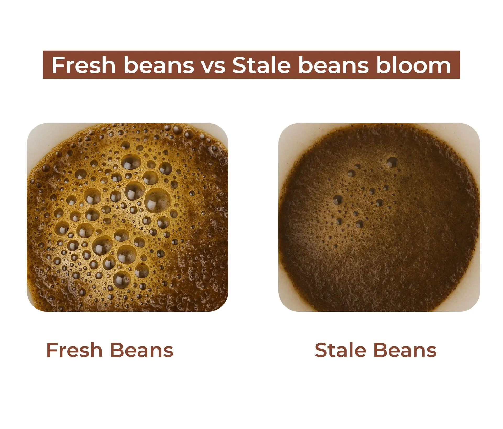 Fresh beans vs stale beans bloom — shows difference in bubble activity